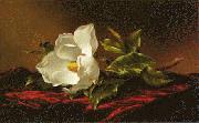 Martin Johnson Heade Magnolia f oil painting